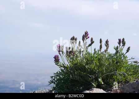 Einen malerischen Überblick von der Spitze der Sandia Peak, mit Blick auf Albuquerque, New Mexico Stockfoto