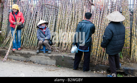Zuckerrohr für Verkauf Haupt Straße Sapa Nord-Vietnam Stockfoto