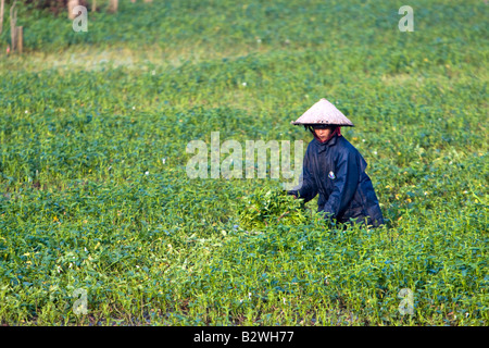 Konische Hut Frau sammelt Wasserspinat Hoi An Vietnam Stockfoto