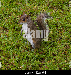 ÖSTLICHE GRAUE EICHHÖRNCHEN BEWOHNEN BALLARD PARK AN DEN UFERN DES FLUSSES EAU GALLIE IN MELBOURNE FLORIDA Stockfoto