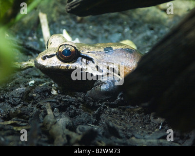 Rauchigen Dschungel Frosch, Leptodactylus Pentadactylus auch bekannt als zentralamerikanischen Ochsenfrosch oder südamerikanischer Ochsenfrosch Stockfoto