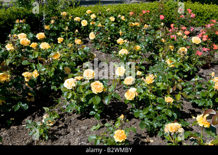 Rosa Amber Queen "Harroony" Stockfoto