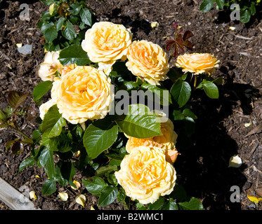 Rosa Amber Queen "Harroony" Stockfoto