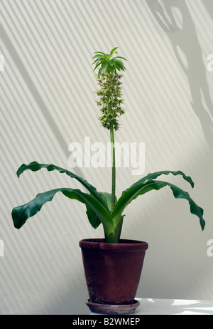 Ein Eucomis Bicolor in Blüte in einem Riemen Stockfoto