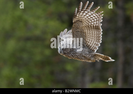 Große graue Eule im Flug Stockfoto