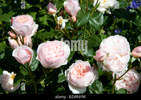 Rosa Erbe "Ausblush" Stockfoto