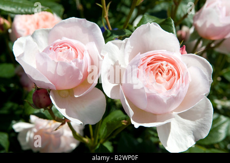 Rosa Erbe "Ausblush" Stockfoto