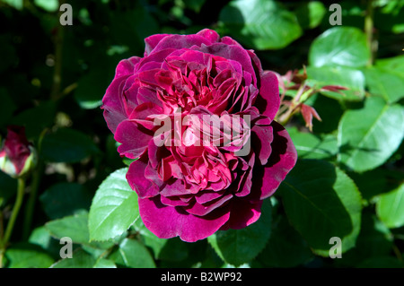 Rosa William Shakespeare 2000 'Aus Romeo' Stockfoto