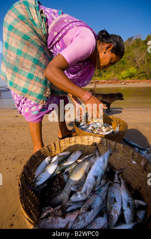 Frau sortieren fangen, Agonda Beach, Süd-Goa, Indien, Asien Stockfoto