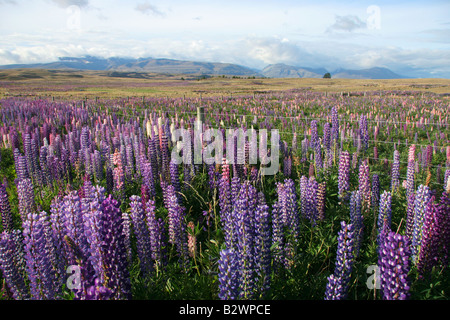 Blick durch ein Feld von Lupin Blumen bis zu den südlichen Alpen in der Nähe von Lake Tekapo in Canterbury, Südinsel, Neuseeland Stockfoto
