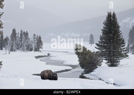 Amerikanischer Bison oder Büffel im Winter im Yellowstone National Park Stockfoto