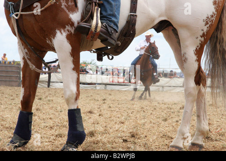 Ein Cowboy bereitet Kalb roping bei einem Rodeo statt in Hamilton, auf der Nordinsel, Neuseeland Stockfoto