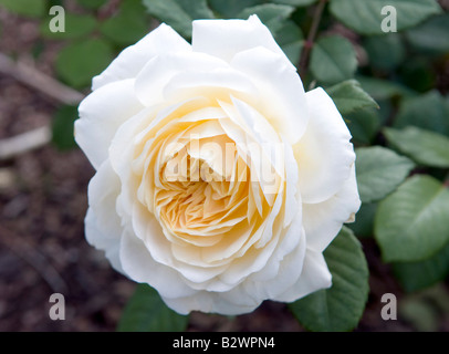 Rosa 'Crocus Rose' Ausquest Stockfoto