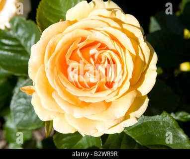 Rosa Amber Queen "Harroony" Stockfoto