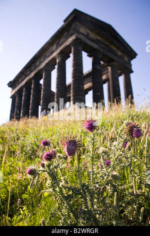 Disteln wachsen unter Penshaw Denkmal in Sunderland. Stockfoto