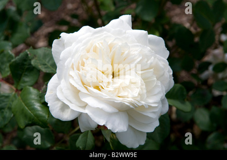 Rosa 'Crocus Rose' Ausquest Stockfoto