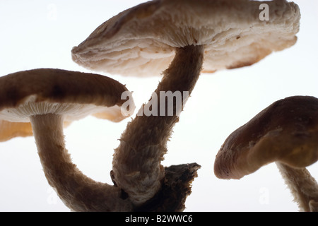 Nahaufnahme von drei Shiitake-Pilzen, deren Wachstumsmedium noch an der Basis des Stammrohes festhält Stockfoto