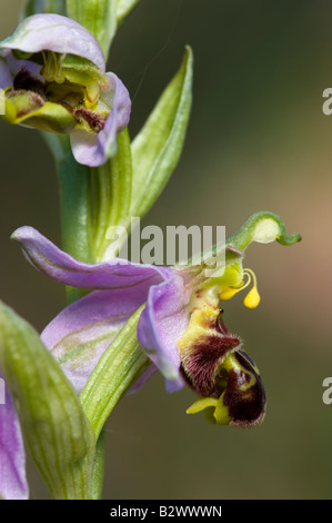Biene Orchidee Ophrys Apifera Blume detail Stockfoto