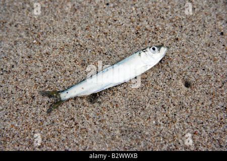 Kleine Fische an einem Strand Stockfoto