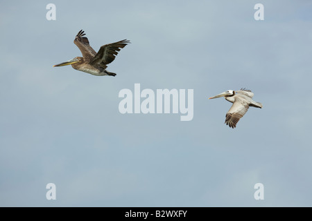 Eine juvenile und adulten Zucht brauner Pelikan, Pelecanus Occidentalis, fliegen über den Hafen in Santa Barbara, Kalifornien, USA Stockfoto