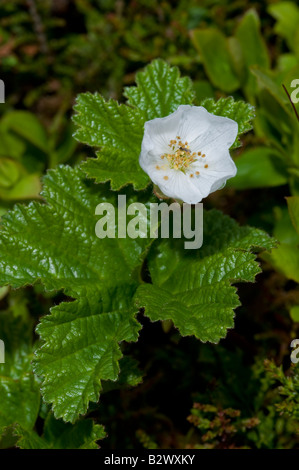Moltebeeren Rubus Chamaemorus Blume und Blatt Stockfoto