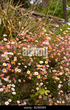 Daisy wie Erigeron Karvinskianus am Logan Botanic Garden Dumfries und Galloway-Schottland-Großbritannien Blumen Stockfoto