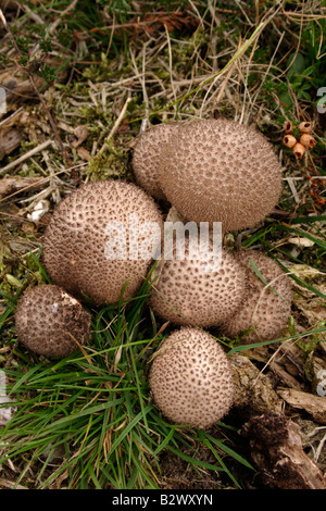 Altrosa Puffball Lycoperdon hier UK Stockfoto