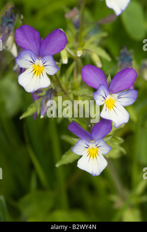 Wilde Stiefmütterchen Viola Tricolor drei fliowers Stockfoto