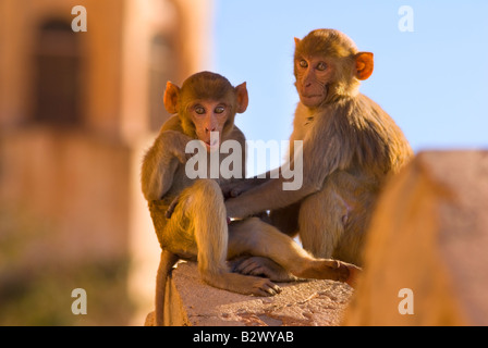 Affen bei Tiger Fort, Stadt Jaipur, Rajasthan, Indien, Subkontinent, Asien Stockfoto