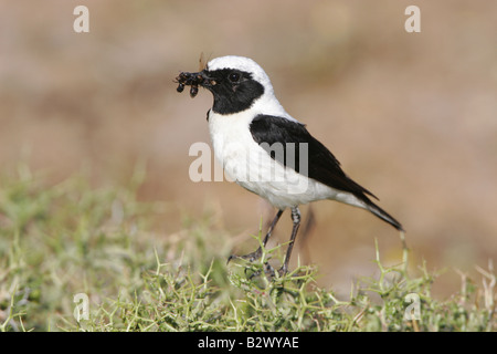 Männliche schwarze eared Steinschmätzer mit Nahrung im Schnabel Stockfoto