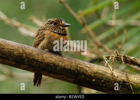 Crescent-chested Puffbird Stockfoto