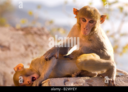 Affen bei Tiger Fort, Stadt Jaipur, Rajasthan, Indien, Subkontinent, Asien Stockfoto