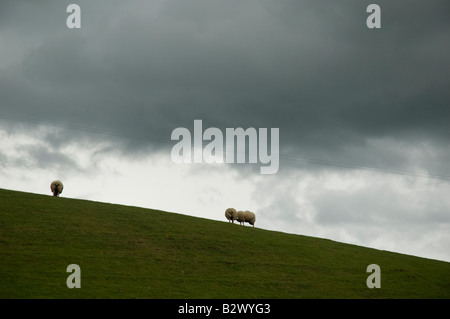 Schafe auf einem Hügel in Wales Stockfoto