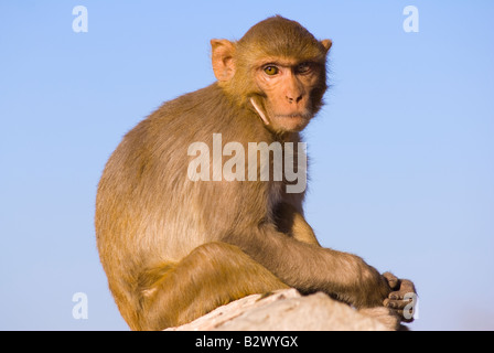 Affen bei Tiger Fort, Stadt Jaipur, Rajasthan, Indien, Subkontinent, Asien Stockfoto