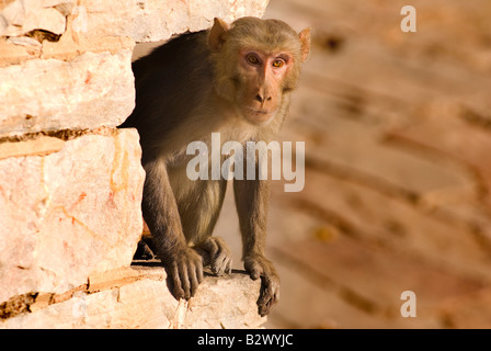 Affen bei Tiger Fort, Stadt Jaipur, Rajasthan, Indien, Subkontinent, Asien Stockfoto