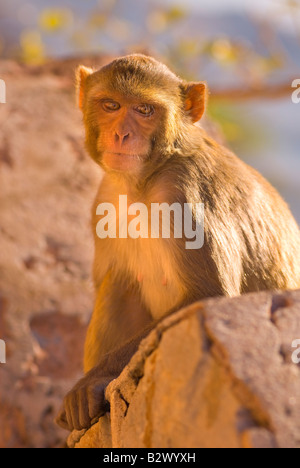 Affen bei Tiger Fort, Stadt Jaipur, Rajasthan, Indien, Subkontinent, Asien Stockfoto
