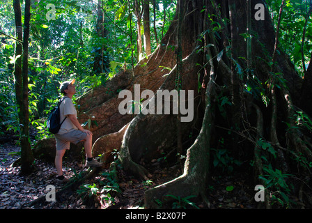 Tortuguero Nationalpark, 'Pachira Acuatica Poponjoche Bomacaceae'. Costa Rica. Zentralamerika Stockfoto