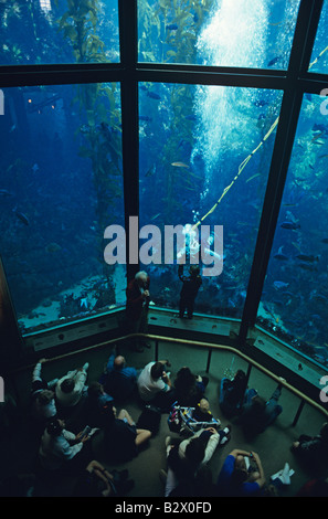 Retro-Bild des Riesentangwald mit Tauchshow im Monterey Bay Aquarium Monterey Bay California USA Stockfoto