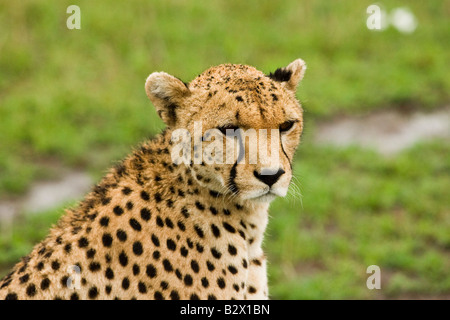 Gepard Acinonyx jubatus Stockfoto