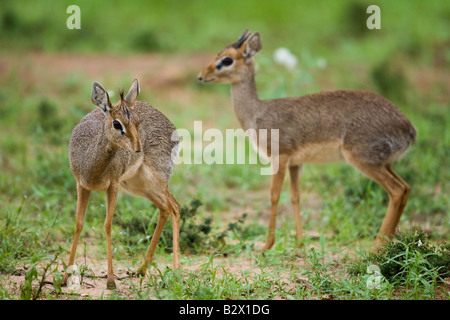 Kirks Dik Dik (Madoqua Kirkii) Stockfoto