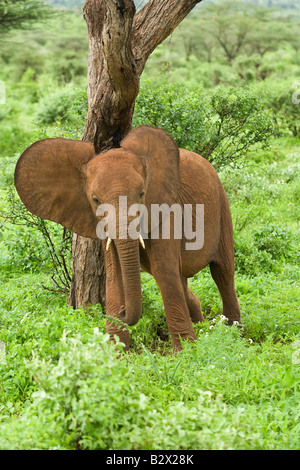 Afrikanischer Elefant (Loxodonta Africana) kratzen den Rücken an einem Baum Stockfoto