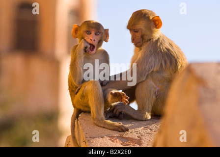Affen bei Tiger Fort, Stadt Jaipur, Rajasthan, Indien, Subkontinent, Asien Stockfoto
