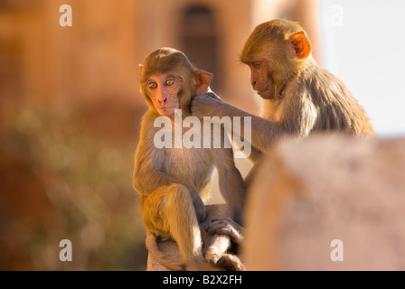 Affen bei Tiger Fort, Stadt Jaipur, Rajasthan, Indien, Subkontinent, Asien Stockfoto