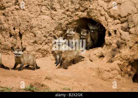 Hieb-eared Fuchs (Otocyon Megalotis) Kits an der Mündung der Höhle Stockfoto