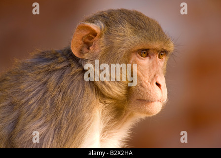 Affen bei Tiger Fort, Stadt Jaipur, Rajasthan, Indien, Subkontinent, Asien Stockfoto