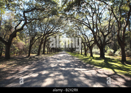 LIVE OAK TREE LINED ROAD AT WORMSLOE PLANTATION NEAR THE CITY OF SAVANNAH GEORGIA USA Stockfoto