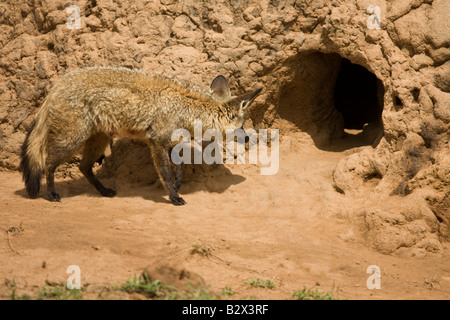 Hieb-eared Fuchs (Otocyon Megalotis) Mutter an der Mündung der Höhle Stockfoto