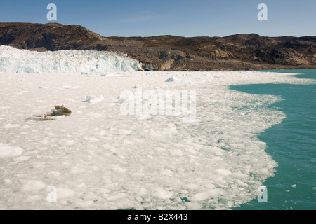 Die Schnauze des Eqip Sermia Gletschers im Camp Victor nördlich von Ilulissat auf Grünlandflächen Westküste Stockfoto