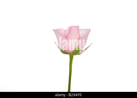 Eine einzige rosa Rose. Stockfoto