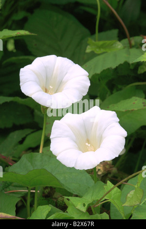 Hecke Ackerwinde Blumen (Calystegia Sepium) Stockfoto